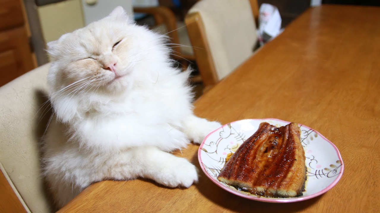 土用　丑の日　テーブルの上のうなぎの蒲焼と猫たち　210728