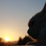 日没のもふもふ Cat at Sunset　210709