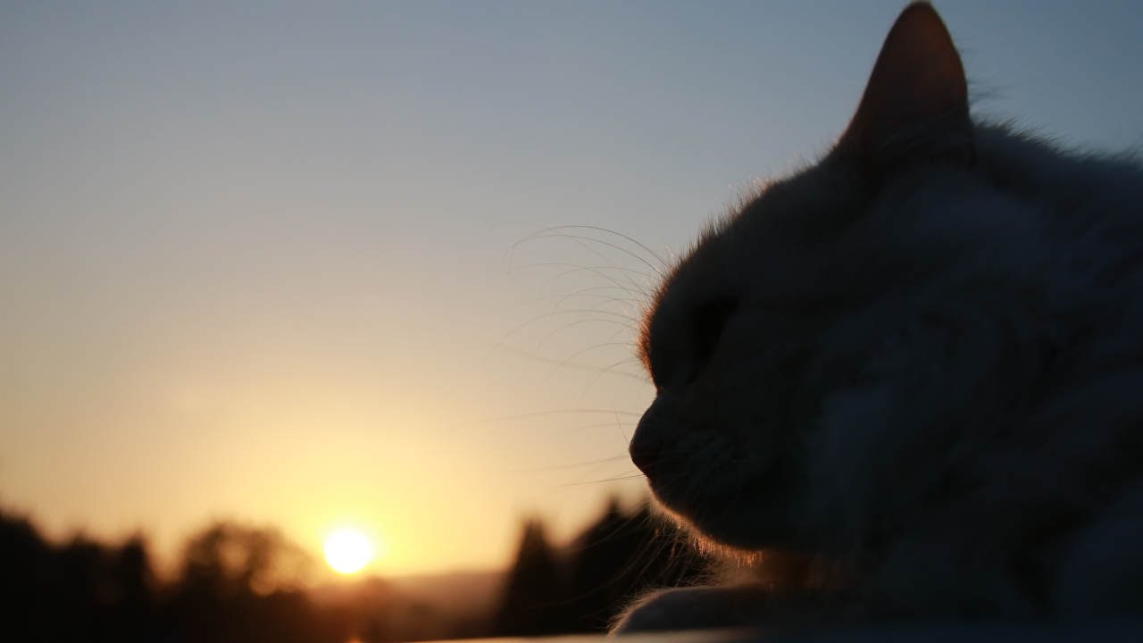 日没のもふもふ Cat at Sunset　210709