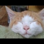 かご猫LIVE配信　210703