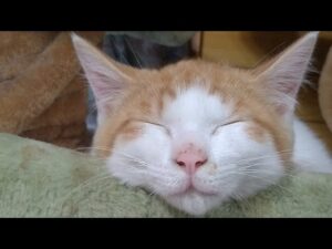 かご猫LIVE配信　210703