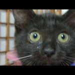 かご猫LIVE配信　210704