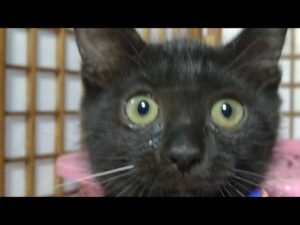 かご猫LIVE配信　210704