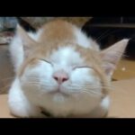 かご猫LIVE配信　210709