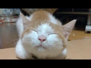 かご猫LIVE配信　210709