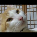 かご猫LIVE配信　5時まで　210716