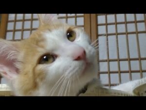 かご猫LIVE配信　5時まで　210716