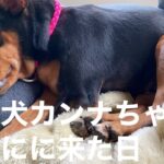 保護犬カンナちゃんがお家に来た日‼️【預かりブログ】【ミニピン】
