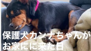 保護犬カンナちゃんがお家に来た日‼️【預かりブログ】【ミニピン】