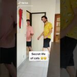 猫の副業動画で永遠にワロてる　→牛乳吹いたら負けwww