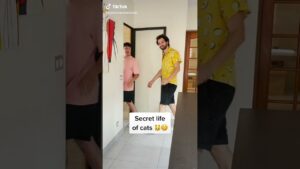 猫の副業動画で永遠にワロてる　→牛乳吹いたら負けwww