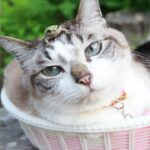 のせ猫 x 頭の上のカエル Frog put cat 210727