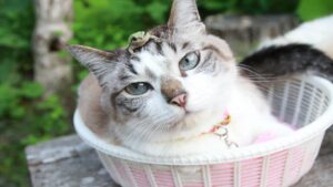 のせ猫 x 頭の上のカエル Frog put cat 210727