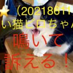 #飼い猫#猫#ブログ⭐️飼い猫のピロちゃん鳴いて訴える！（20218611）