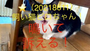 #飼い猫#猫#ブログ⭐️飼い猫のピロちゃん鳴いて訴える！（20218611）
