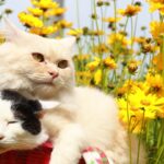 オオキンケイギク　210802