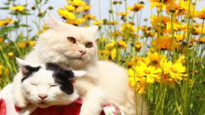 オオキンケイギク　210802