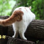 切り株の上のくろ　210803