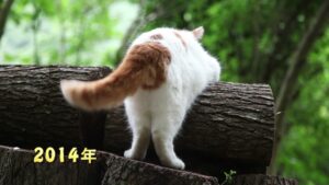 切り株の上のくろ　210803