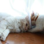 カーテン越しのちろともふお　210804