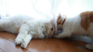 カーテン越しのちろともふお　210804