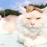 カタツムリをのせたもふもふ  210804