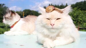 カタツムリをのせたもふもふ  210804