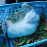 ちろとさやえんどう　210805