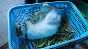 ちろとさやえんどう　210805