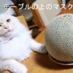 テーブルの上のマスクメロン 210806