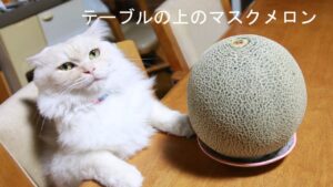 テーブルの上のマスクメロン 210806