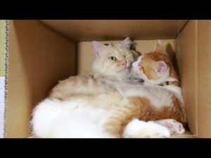 はこのちろともふお 210807