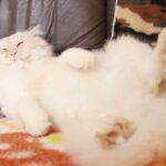 マスクメロン枕 210808