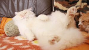 マスクメロン枕 210808