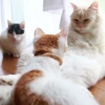 お座りもふもふ 210810