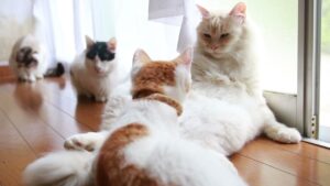 お座りもふもふ 210810