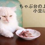 お盆　ちゃぶ台の上の小豆ばっとうと猫 210814