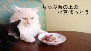 お盆　ちゃぶ台の上の小豆ばっとうと猫 210814