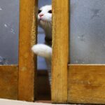 戸を開けるちろ　210815