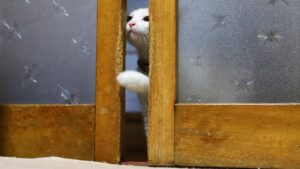 戸を開けるちろ　210815