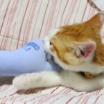 ちろをなでなで　210816