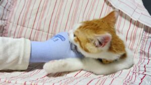 ちろをなでなで　210816