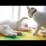 もふおにじゃれるちろ　210817