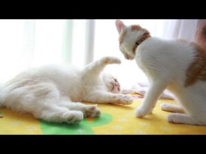 もふおにじゃれるちろ　210817