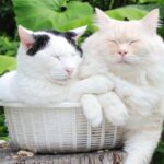 かごのちびともふお 210818