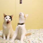 ちろにちゅーる　210819