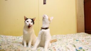 ちろにちゅーる　210819