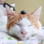 ブルーベリーをのせた猫たち　210821