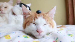 ブルーベリーをのせた猫たち　210821