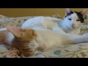 お布団の上のちろ　起きるまで　210822